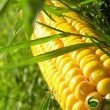 Технология выращивания сахарной кукурузы